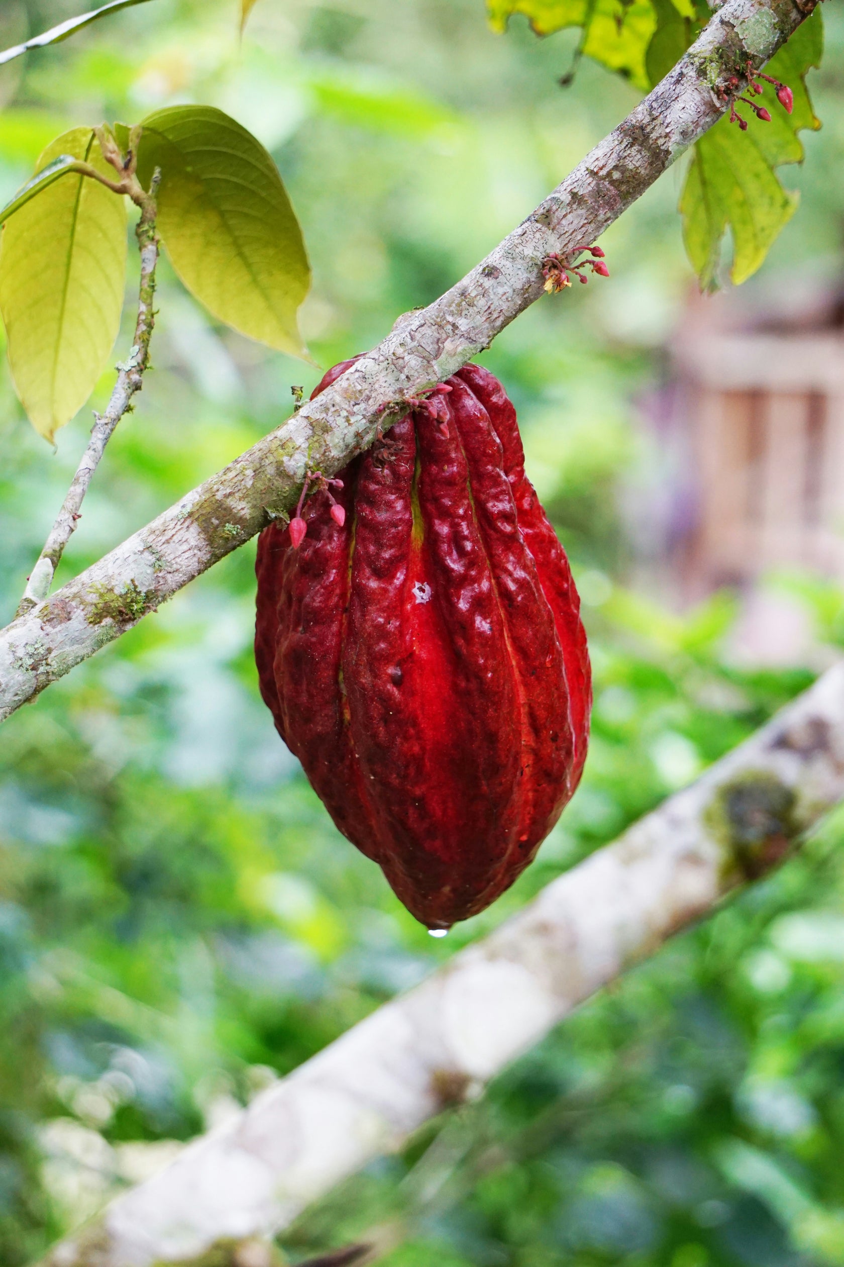 Cacao fruit on a tree